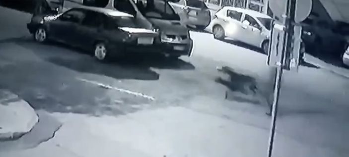 Pendik'te kavga ettirdikleri pitbulllardan kaçtılar
