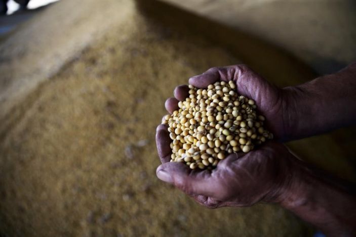 aa Sertifikalı tohum