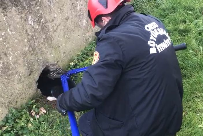 a Ordu'da bahçe duvarına sıkışan köpek kurtarıldı