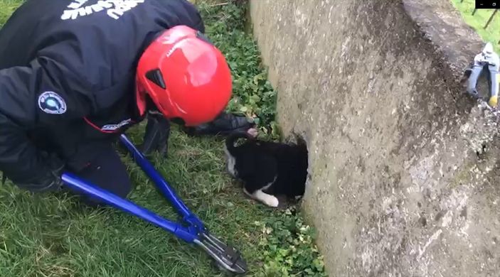 a Ordu'da bahçe duvarına sıkışan köpek kurtarıldı