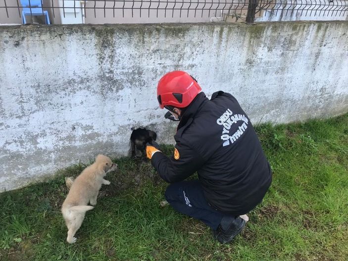 a Ordu'da bahçe duvarına sıkışan köpek kurtarıldı