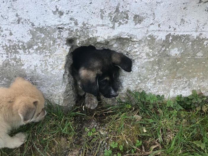 a Ordu'da bahçe duvarına sıkışan köpek kurtarıldı