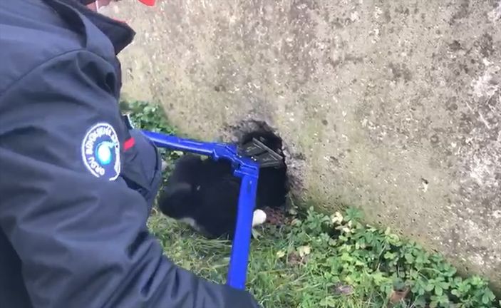 a Ordu'da bahçe duvarına sıkışan köpek kurtarıldı