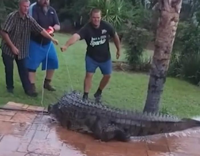 Güney Afrika’da havuzdan timsah çıktı