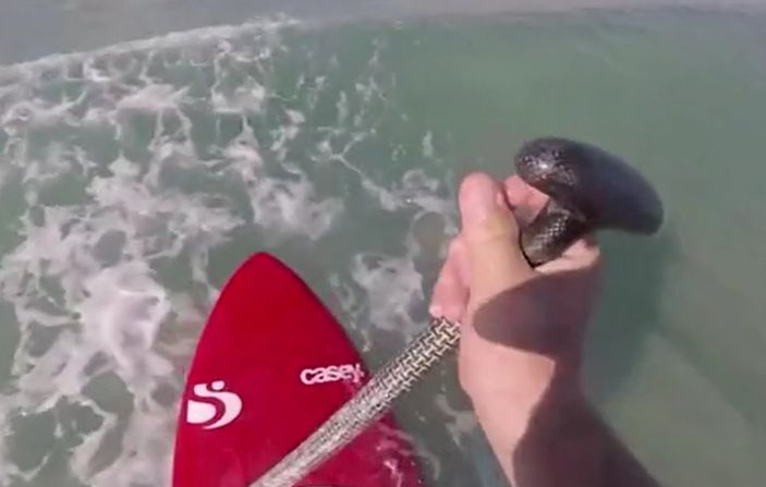 Florida'da bir sörfçü köpek balıkları tarafından takip edildi