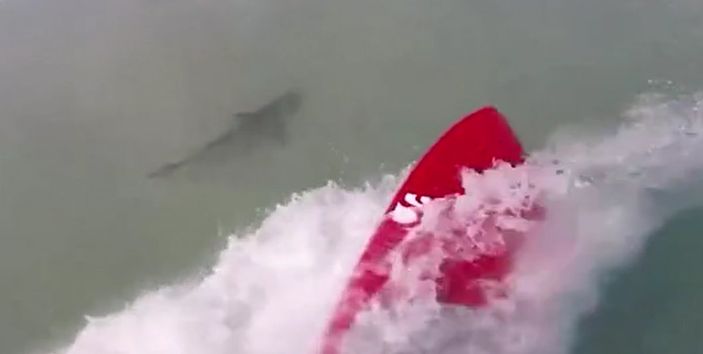 Florida'da bir sörfçü köpek balıkları tarafından takip edildi