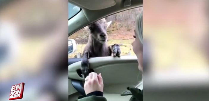 ABD'de araçtakileri korkutan keçiler
