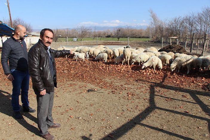 Amasya'da kafa kafaya çarpışan koçlar telef oldu