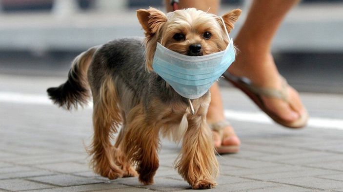 Güney Kore’de evcil hayvanlar da karantinaya alınacak