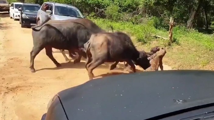 Sri Lanka'da manda, yavrusuna saldıran leoparı korkuttu