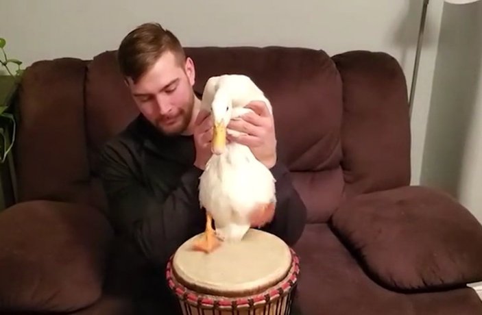 Bongo çalan sevimli ördek