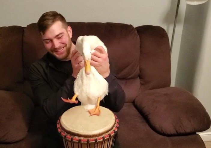 Bongo çalan sevimli ördek