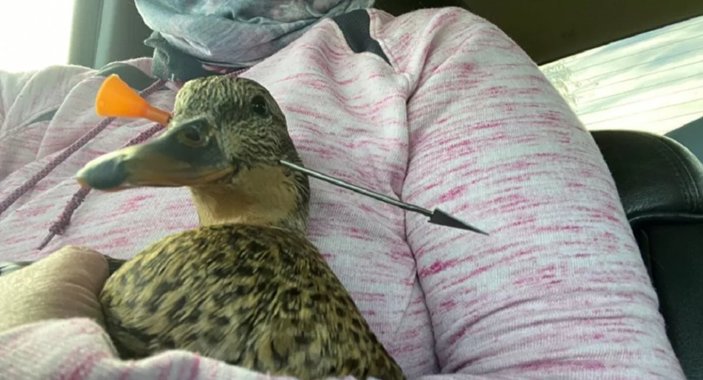 ABD'de başına dart saplanan ördek kurtarıldı