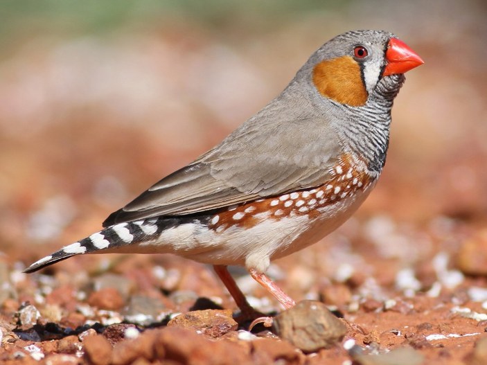 Trafik gürültüsü kuşların hayatta kalma becerilerini kısıtlıyor