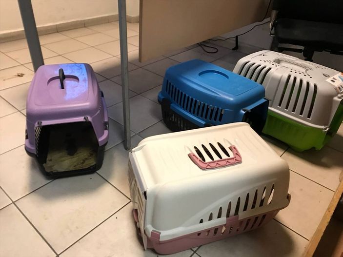 Kapıkule'de bir otobüste 23 cins yavru köpek yakalandı
