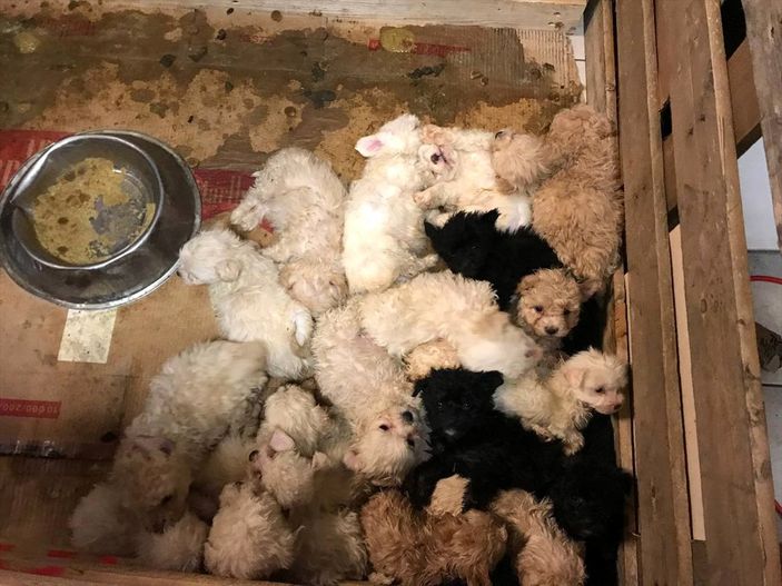 Kapıkule'de bir otobüste 23 cins yavru köpek yakalandı