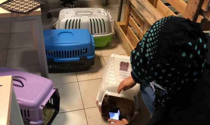 Kapıkule'de bir otobüste 23 cins yavru köpek yakalandı