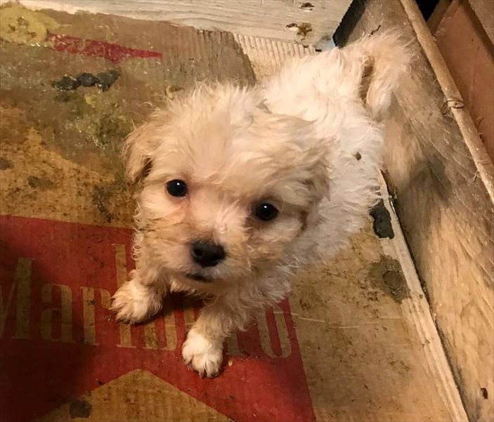 Kapıkule'de bir otobüste 23 cins yavru köpek yakalandı