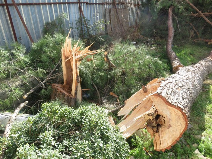 Kadıköy'de fıstık çamı ağacını kestiler, mahalleli ayaklandı