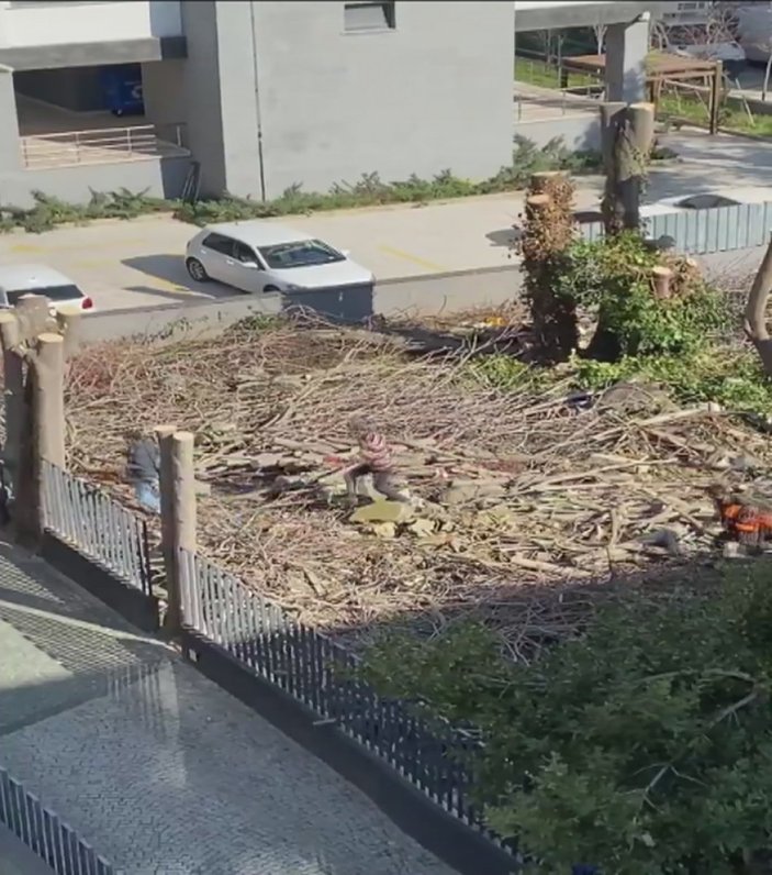 Kadıköy'de fıstık çamı ağacını kestiler, mahalleli ayaklandı