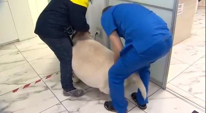 Rusya'da 87 kilo olan köpek zayıflatılacak