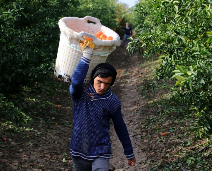 Adana’da bahçeden çıkan narenciye büyükşehirlerde 3-4 katına satılıyor
