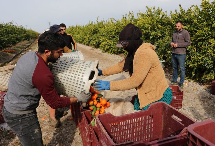 Adana’da bahçeden çıkan narenciye büyükşehirlerde 3-4 katına satılıyor