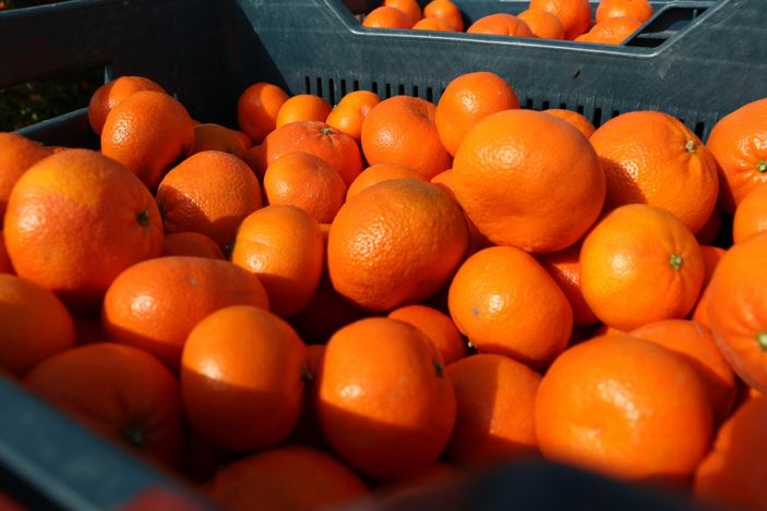 Adana’da bahçeden çıkan narenciye büyükşehirlerde 3-4 katına satılıyor