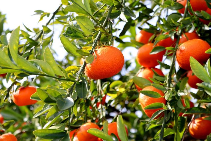 Adana’da bahçeden çıkan narenciye büyükşehirlerde 3-4 katına satılıyor