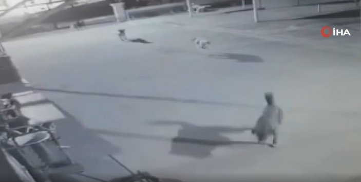 Ankara'da köpeklerin saldırısına uğrayan kedi kaçamadı