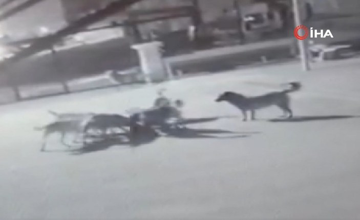 Ankara'da köpeklerin saldırısına uğrayan kedi kaçamadı