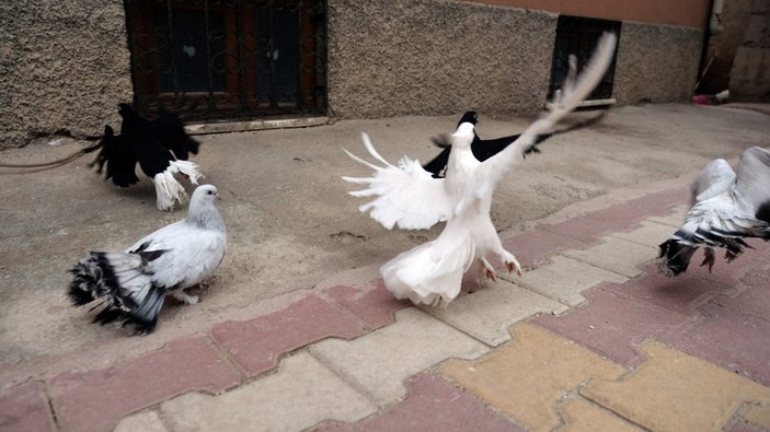 Konya'da 100 bin liraya güvercin alanlar oluyor