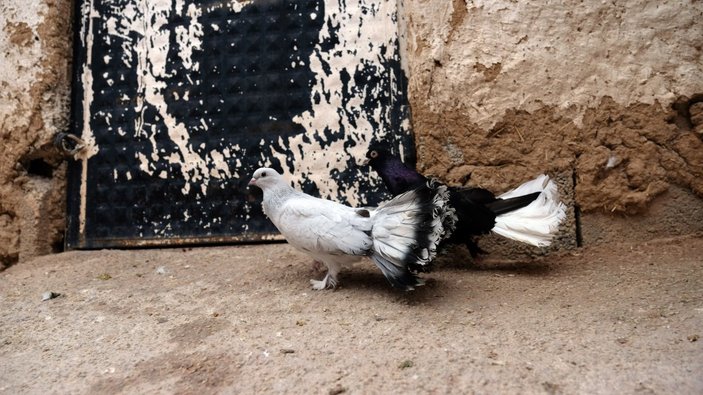 Konya'da 100 bin liraya güvercin alanlar oluyor