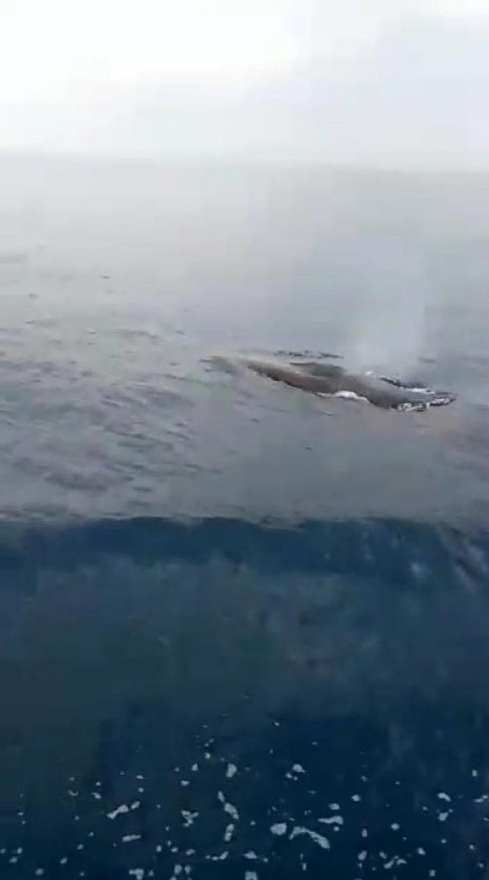 Adana açıklarında 15 metrelik  balina görüldü