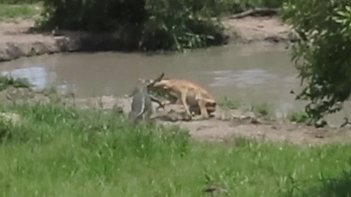 2 kez timsah saldırısından kurtulan impala, leopardan kaçamadı