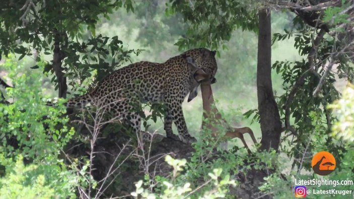 2 kez timsah saldırısından kurtulan impala, leopardan kaçamadı