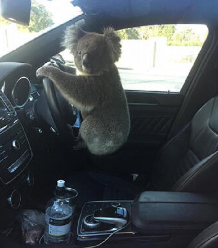 Avustralya'da zincirleme kazaya sebep olan koala