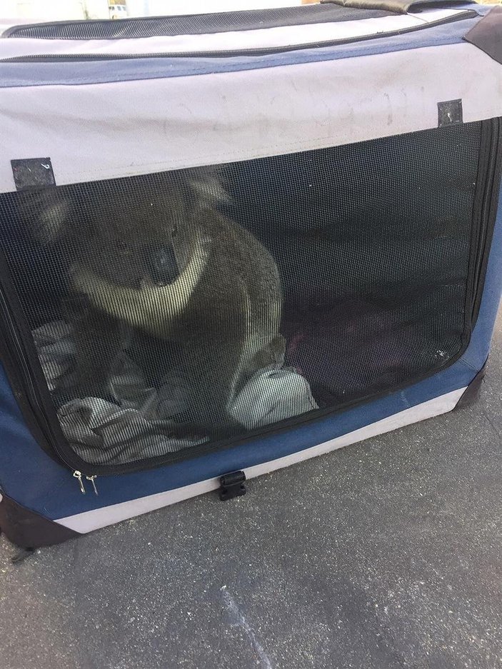 Avustralya'da zincirleme kazaya sebep olan koala