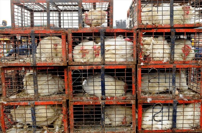 Cezayir'de kuş gribi tespit edildi