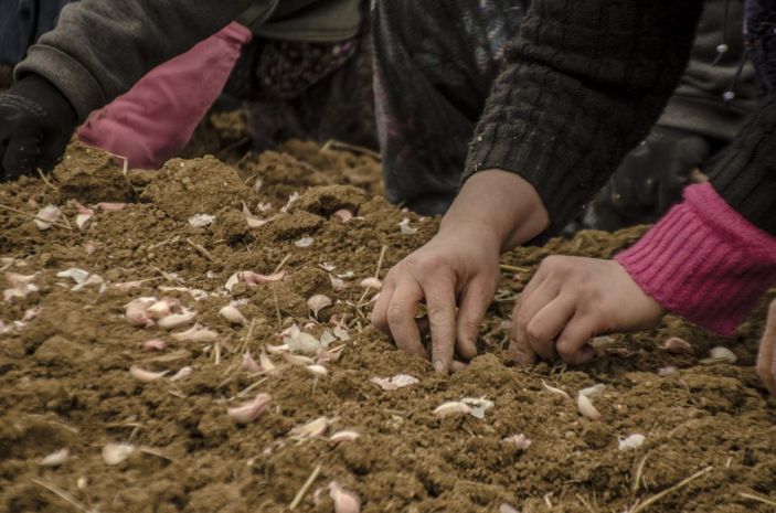 d Sarımsağın ekimi erken yapıldı