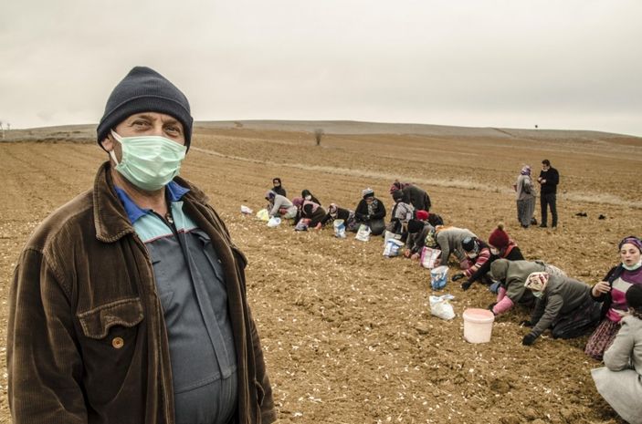 d Sarımsağın ekimi erken yapıldı