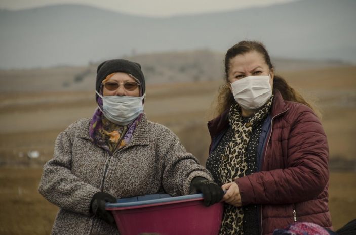 d Sarımsağın ekimi erken yapıldı