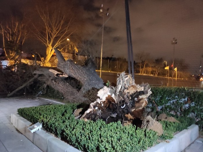 İstanbul'da rüzgar asırlık çınarı devirdi