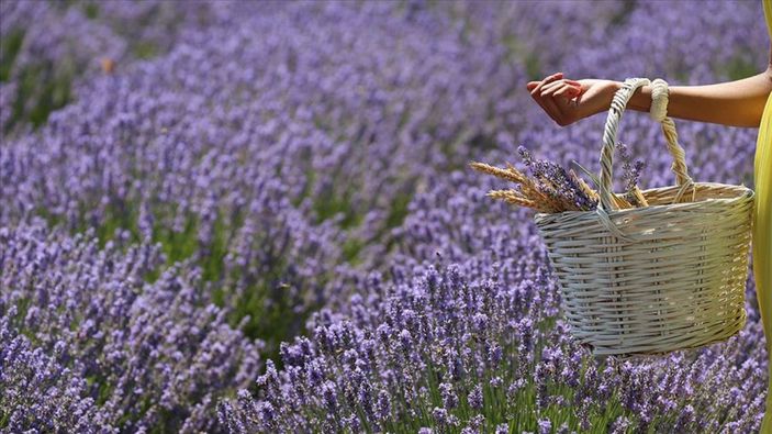 aa Kiralandırma faaliyetleri