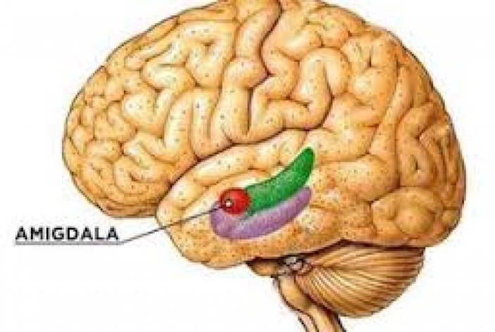 Amigdala nedir