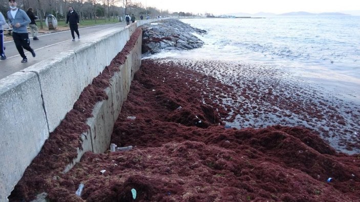 Caddebostan sahilini kırmızı yosunlar ve çöpler kapladı