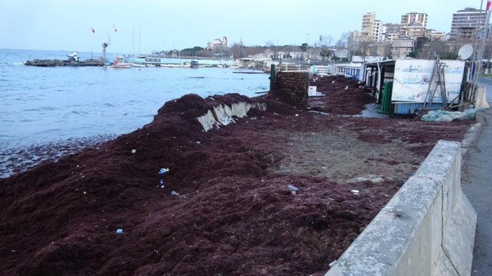 Caddebostan sahilini kırmızı yosunlar ve çöpler kapladı