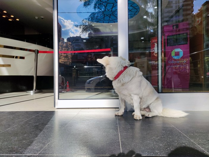 Trabzon'un 'Hachiko'su Japonya'da gündeminde