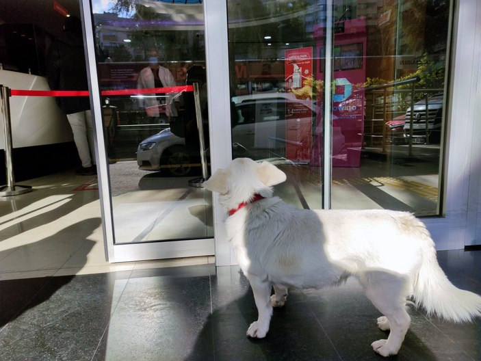 Trabzon'un 'Hachiko'su Japonya'da gündeminde