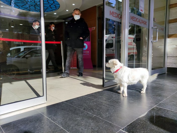 Trabzon'un 'Hachiko'su Japonya'da gündeminde